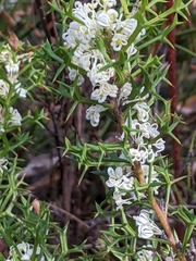 Grevillea trifida