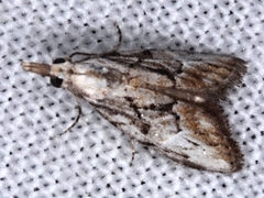 Nola paroxynta
