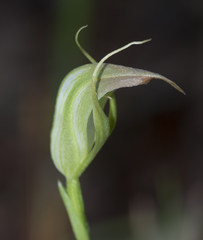 Pterostylis acuminata