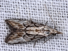 Nola paroxynta