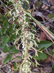 Grevillea trifida