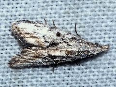 Nola paroxynta