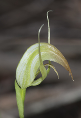 Pterostylis acuminata