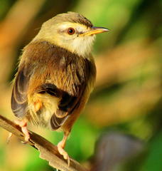 Prinia subflava pondoensis