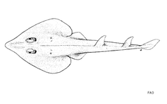 Annandale's Guitarfish photo 3