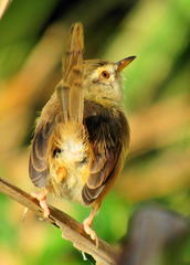 Prinia subflava pondoensis