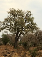Diospyros mespiliformis