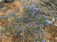 Halgania andromedifolia
