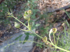 Brachystigma wrightii