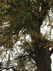Diospyros mespiliformis