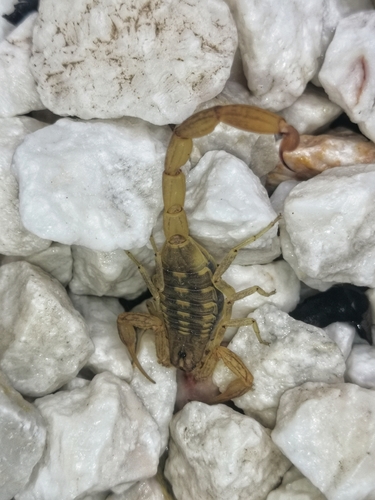 Centruroides balsasensis