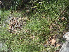 Brachystigma wrightii