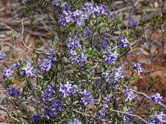 Halgania andromedifolia