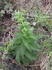 Verbascum creticum