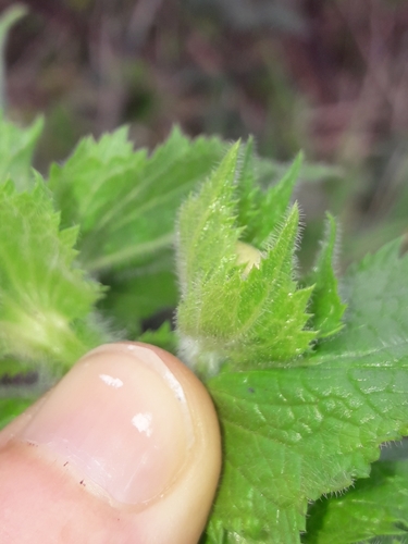 Image of Verbascum creticum by (c) naturewatchwidow, some rights reserved (CC BY)