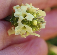 Sideritis hyssopifolia