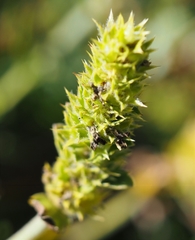 Sideritis hyssopifolia