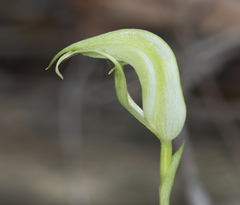 Pterostylis revoluta