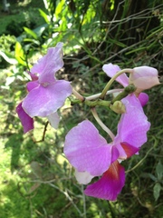 Papilionanthe