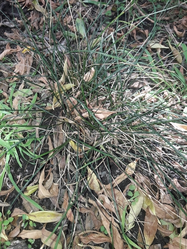 Blue Sedge (Carex cyanea)