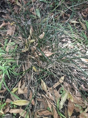 Carex cyanea