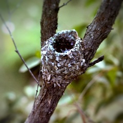 Daphoenositta chrysoptera striata