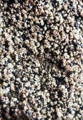 Lecidella carpathica