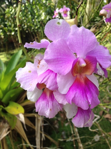 Papilionanthe hookeriana × teres