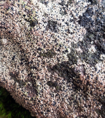 Lecidella carpathica