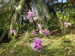 Papilionanthe
