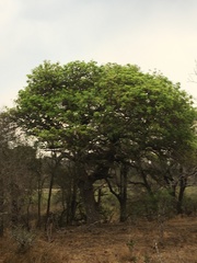 Kigelia africana