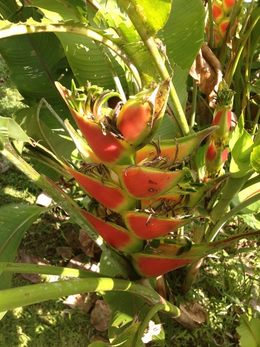 Heliconia wagneriana
