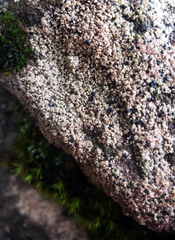 Lecidella carpathica