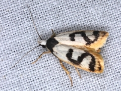 Eulechria sigmophora
