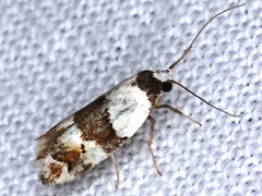 Euphiltra eroticella