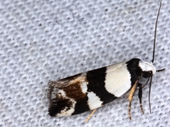 Euphiltra eroticella