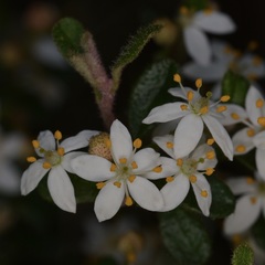 Asterolasia asteriscophora albiflora