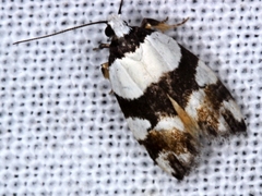 Euphiltra eroticella
