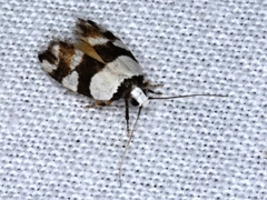Euphiltra eroticella