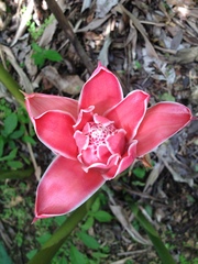 Etlingera