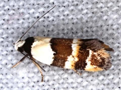 Euphiltra eroticella