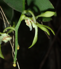 Sarcochilus parviflorus