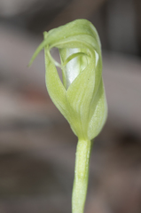 Pterostylis revoluta