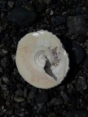 Coelotrochus viridis