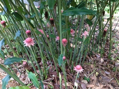 Etlingera