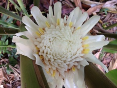 Etlingera