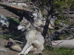 Canis lupus occidentalis