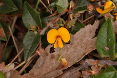 Platylobium infecundum