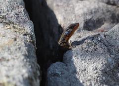 Ninurta coeruleopunctatus