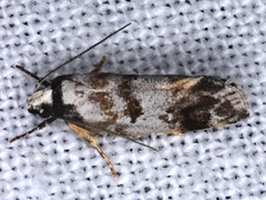 Oxythecta loxomochla